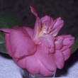 Sweet Cecile